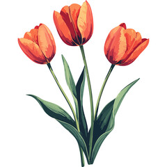 Hand Drawn Watercolor Tulip Flowers Illustration 