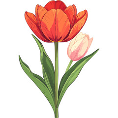 Fototapeta premium Hand Drawn Watercolor Tulip Flowers Illustration