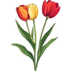 Hand Drawn Watercolor Tulip Flowers Illustration 