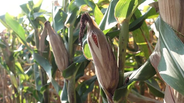 Close-up view of ripe golden corn cobs on tall stalks glowing under bright summer sunlight.
