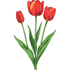 Hand Drawn Watercolor Tulip Flowers Illustration