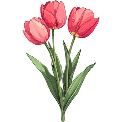 Hand Drawn Watercolor Tulip Flowers Illustration