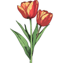 Hand Drawn Watercolor Tulip Flowers Illustration