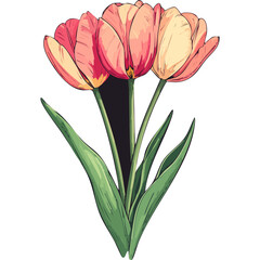 Hand Drawn Watercolor Tulip Flowers Illustration