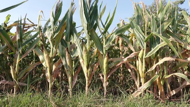 Golden Corn Field On A Sunny Day With Tall Green Stalks And Blue Sky. Agricultural Corn Field