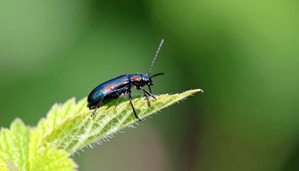 Iridescent beetle perched atop a vibrant, spiky green leaf against a blurred verdant backdrop