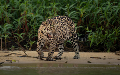 Jaguar hunting for caiman in Pantanal, Brazil