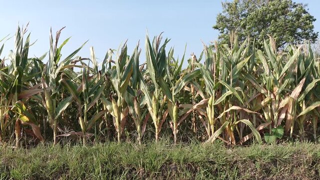 Vast cornfield with tall green stalks under a clear blue sky with a grassy foreground and a distant tree adding natural framing.