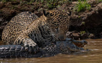 Jaguar hunting for caiman in Pantanal, Brazil