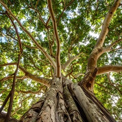 Fototapeta premium Lush, towering tree canopy