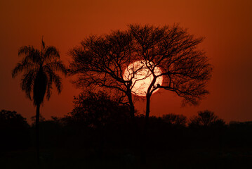 Fototapeta premium Sun setting behind some trees