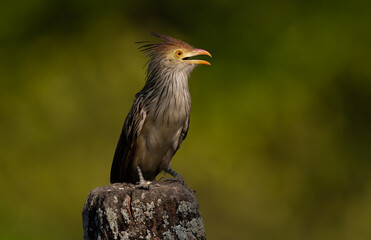 Guira Cuckoo in the Pantanal
