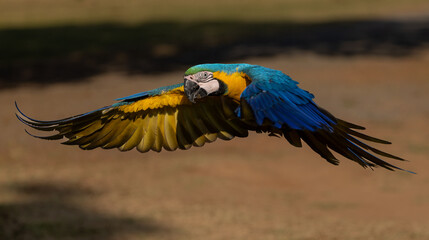 Blue and yellow macaw in Brazil