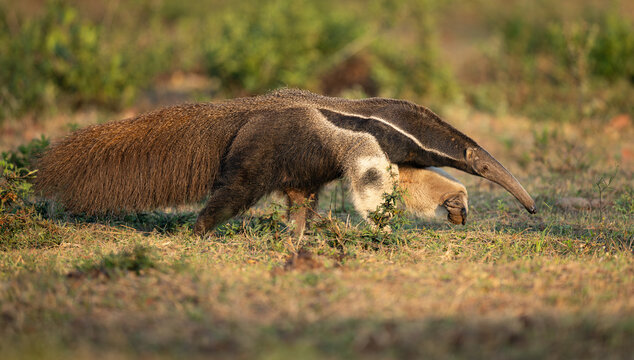 Giant anteater in Pantanal, Brazil. 