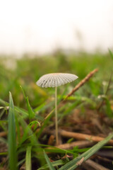A tiny white mushroom with a ribbed, umbrella-like cap rises from dewy grass.