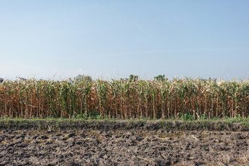 A wide view of a tall cornfield with dried golden stalks, set against a clear blue sky. Agricultural corn field