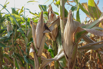 A close-up of corn plants in a field showing damaged, brown-tipped leaves and dried husks. Corn on a field, good harvest.