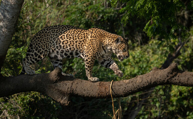 Jaguar hunting for caiman in Pantanal, Brazil