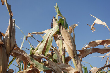 Dry Corn Stalks in a Clear Blue Sky. Rustic Agricultural Field Close-Up During Harvest Season