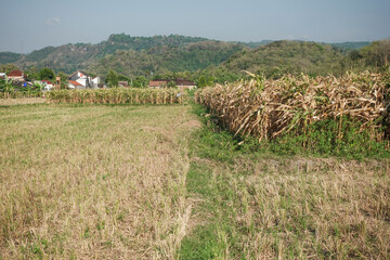 Rice fields after harvest beside a cornfield, with a village and green hills in the background.