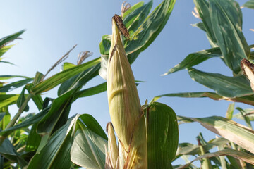 Vibrant corn stalks rise in a sunlit field, showcasing green leaves and mature ears.
