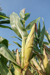 Vibrant corn stalks rise in a sunlit field, showcasing green leaves and mature ears.