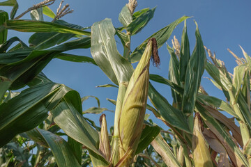 Vibrant corn stalks rise in a sunlit field, showcasing green leaves and mature ears.