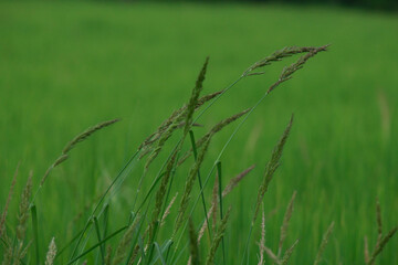 rice landscape, green grass background. landscape from Thialand.