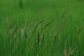 rice landscape, green grass background. landscape from Thialand.