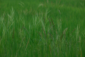 rice landscape, green grass background. landscape from Thialand.