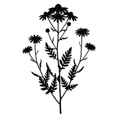 Fototapeta premium Elegant Tanacetum Vulgare Silhouette Design Against a White Background