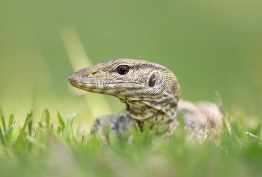 Close-up of a Juvenile Clouded monitor (Varanus nebulosus) foraging in a lawn, Ao Nang, Krabi Province, Thailand