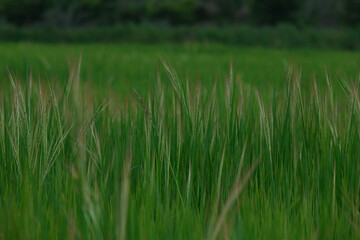 rice field in thailand