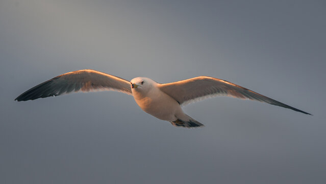 seagull in flight