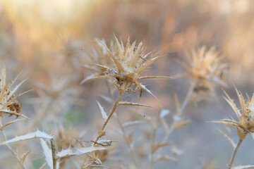 Wild flower in meadow. Thorn plant in garden in sunny day. Dry Carduus nutans grows in autumn. Seed head of wild flower.
