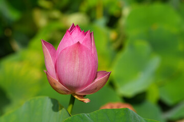 Nelumbo nucifera also known as lotus is one of two extant species of aquatic plant in the family Nelumbonaceae.