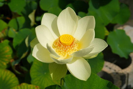 Nelumbo nucifera also known as lotus is one of two extant species of aquatic plant in the family Nelumbonaceae.