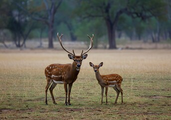 Obraz premium Two majestic deer standing proudly in a serene field, showcasing the beauty of the natural world.