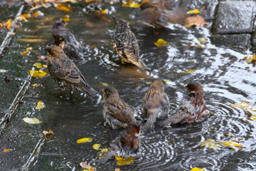 Sparrows splash in a puddle in autumn