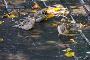 Sparrows splash in a puddle in autumn