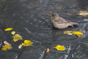 Sparrows splash in a puddle in autumn