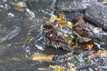 Sparrows splash in a puddle in autumn