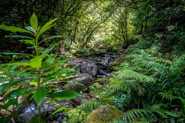 Green overgrown mountain riverbed in the jungle. This rainforest is located in São Vicente on the Portuguese island of Madeira.