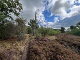 MTB track around Rheezerveen