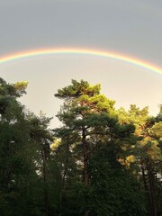 Rainbow above the forest