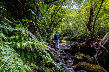 Obraz premium A hiker walks on a mountain river path in the jungle. This rainforest is located in São Vicente on the Portuguese island of Madeira.