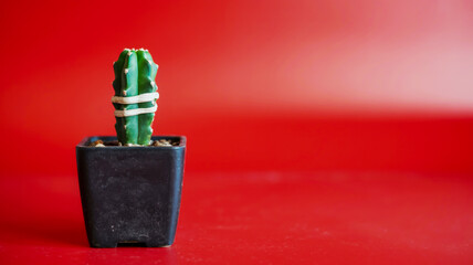 A minimalist photograph of a small green cactus plant in a black square ceramic pot against a vibrant red background.