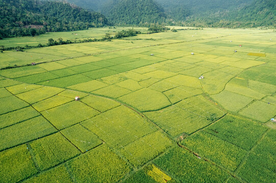Aerial view of lush green paddy fields stretching towards distant hills under a clear sky. Aceh Jaya Regency, Aceh, Sumatra, Indonesia