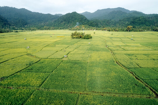 Expansive lush green rice fields with distant forested hills under a cloudy sky. Aceh Jaya Regency, Aceh, Sumatra, Indonesia