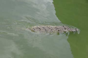 Close up big head crocodile is show head in river